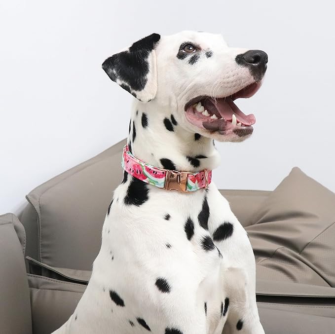 Unique Style Paws Dog Collar Metal Buckle Watermelon Cute Collar for Small Medium Large Dogs