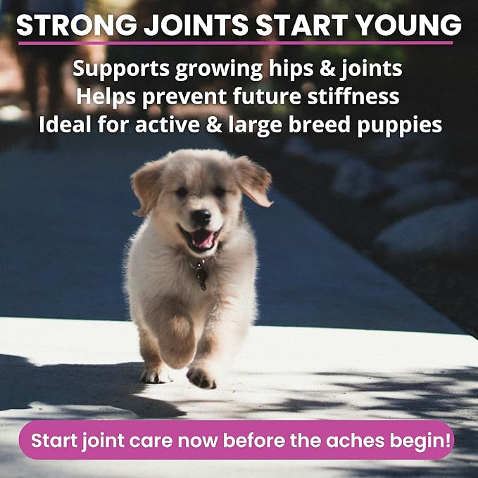 Under the Weather Pet Hip & Joint Chews for Dogs | Vet Formulated Dog Joint and Hip Supplement | Daily Chews with Chondroitin & MSM for Mobility & Flexibility Support | 60 Count