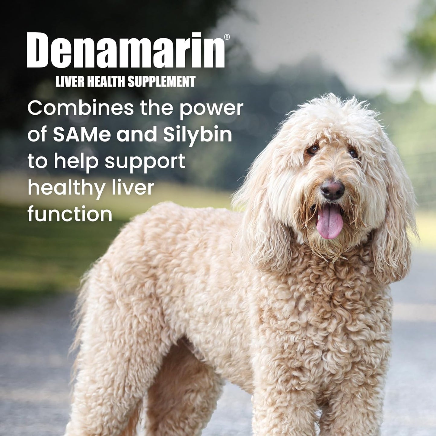 Nutramax Denamarin Liver Health Supplement for Large Dogs - With S-Adenosylmethionine (SAMe) and Silybin, 30Count(Pack of 1)