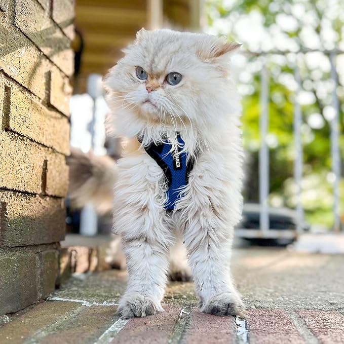 Voyager Step-in Lock Cat Harness and Reflective Cat Leash with Neoprene Handle by Best Pet Supplies - Supports Small, Medium and Large Breed Cats, Royal Blue/ Black Trim, size S - 5ft
