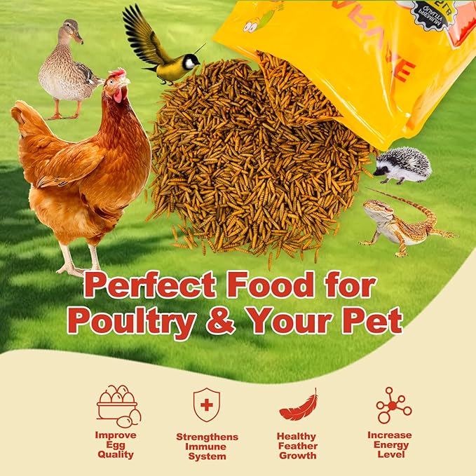 5.5LBS Black Soldier Fly Larvae Superior to Dried Mealworm - BSF Larvae 85x More Calcium Than Meal Worms for Chickens - Black Solider Fly Larvaeis Treats for Laying Hens, Birds, Reptiles
