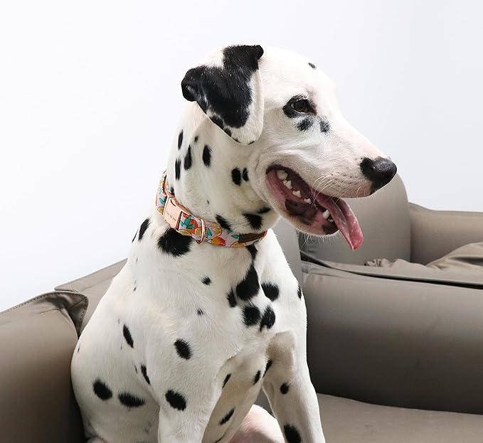 Unique style paws Dog Collar Metal Buckle Gift for Small Medium Large Boys Girls Dogs orange