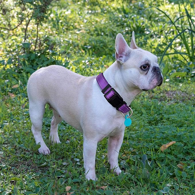 Reflective Dog Collar Padded with Soft Neoprene Breathable Adjustable Nylon Dog Collars for Small Medium Large Dogs (Medium (Pack of 1), Purple Collar+Leash)