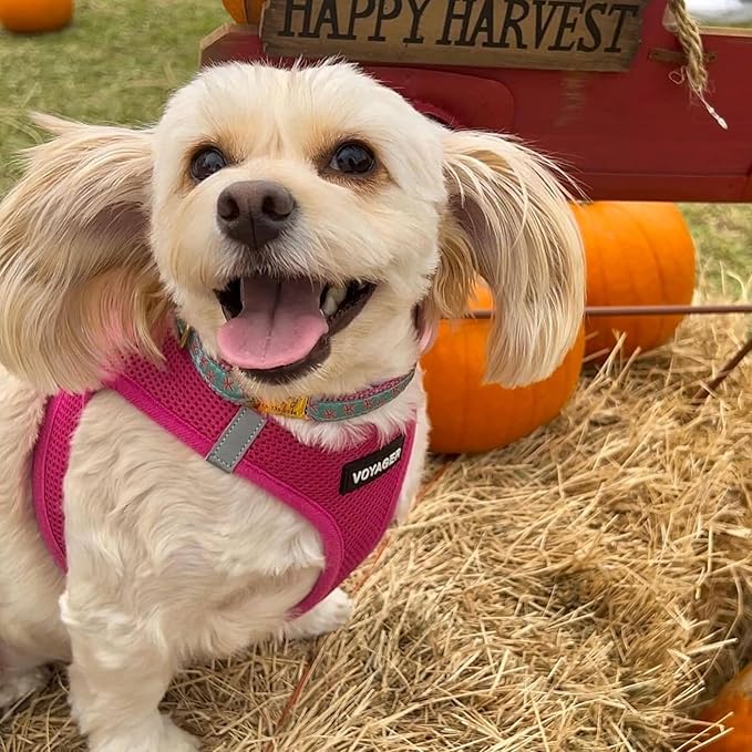 Voyager Step-in Air All Weather Mesh Harness and Reflective Dog 5 ft Leash Combo with Neoprene Handle, for Small, Medium and Large Breed Puppies by Best Pet Supplies - Set (Fuchsia), XS