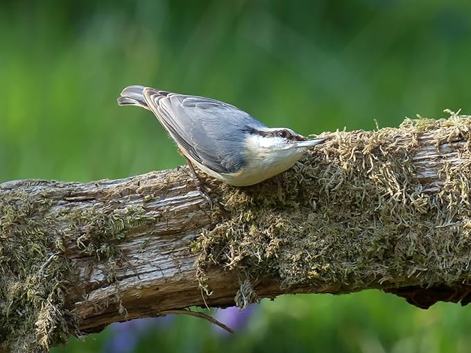 Birdseed Cylinders with Hole - Bird Seed for Outside Wild Birds (Small Cylinder, Tweet Treats 1pc)