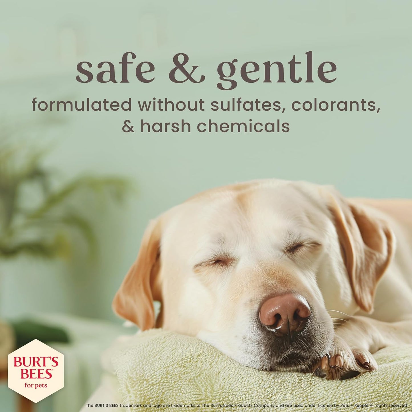 Burt’s Bees Manuka Honey Oatmeal Shampoo for Dogs with Coconut Oil, 16 Fl Oz