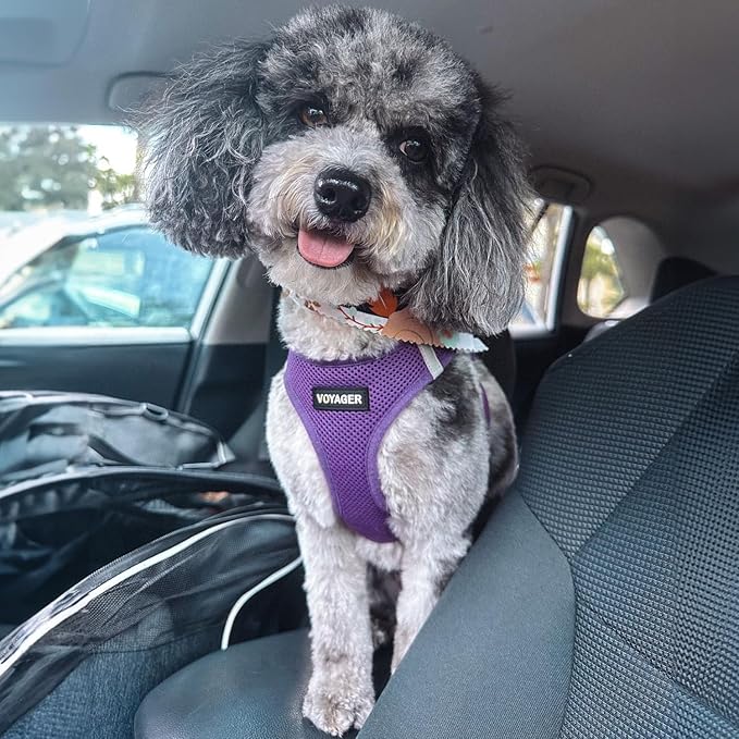 Voyager Step-in Air All Weather Mesh Harness and Reflective Dog 5 ft Leash Combo with Neoprene Handle, for Small, Medium and Large Breed Puppies by Best Pet Supplies - Set (Purple), S