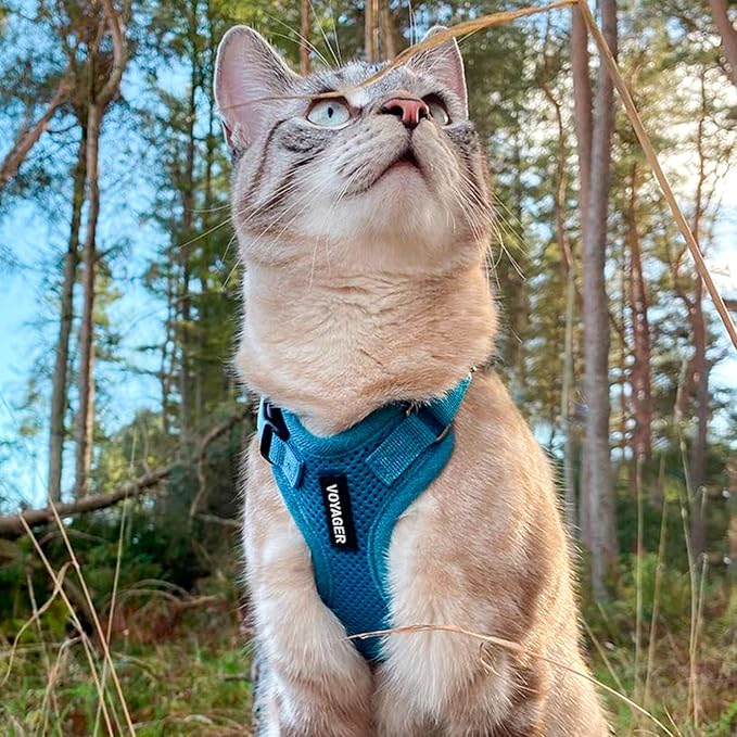 Voyager Step-in Lock Adjustable Cat Harness w. Cat Leash Combo Set with Neoprene Handle 5ft - Supports Small, Medium and Large Breed Cats by Best Pet Supplies - Turquoise, XS