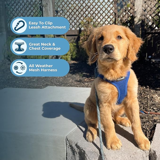 Voyager Step-in Air All Weather Mesh Harness and Reflective Dog 5 ft Leash Combo with Neoprene Handle, for Small, Medium and Large Breed Puppies by Best Pet Supplies - Set (Royal Blue), XS