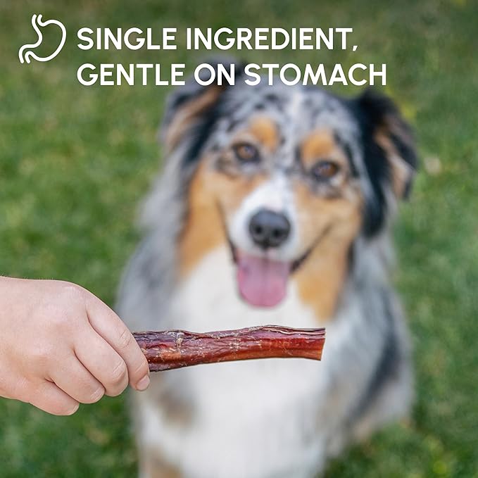 Downtown Pet Supply 6-inch Bully Sticks for Dogs, Pack of 10 - Single Ingredient, Nutrient-Rich and Odor Free Bully Sticks for Dogs - Rawhide Free Dog Chews Long Lasting and Non-Splintering