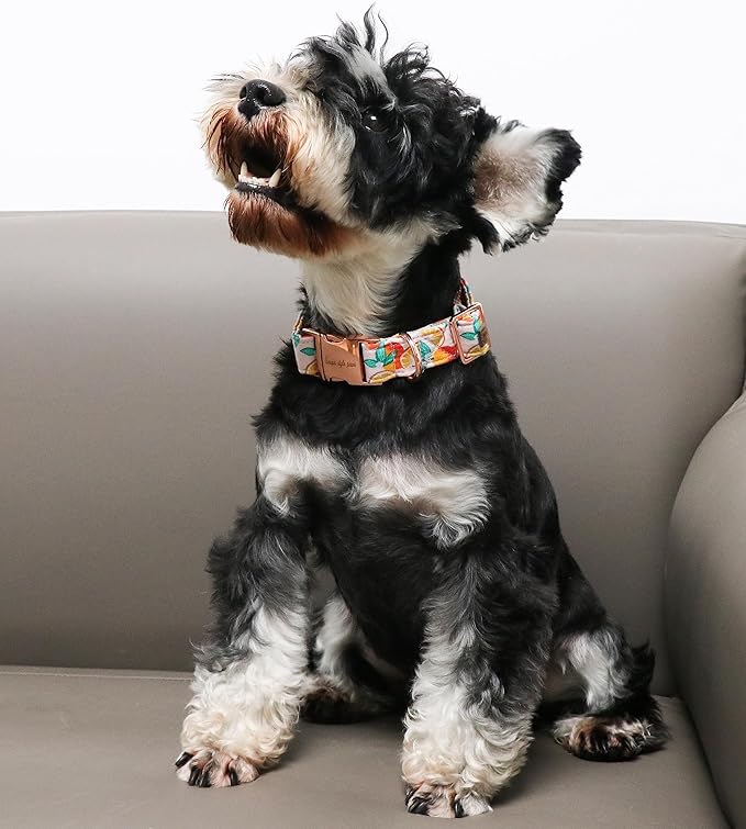Unique style paws Dog Collar Metal Buckle Gift for Small Medium Large Boys Girls Dogs orange XL