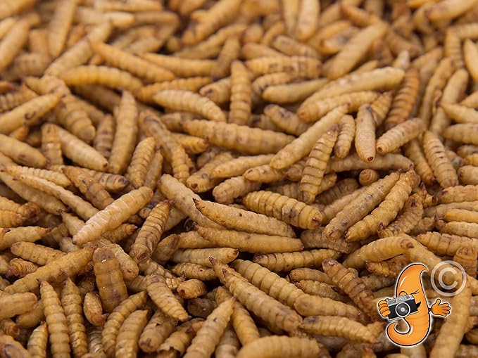 2Lbs Chubby Dried Black Soldier Fly Larvae 100% Made in North America High Calcium Sustainable Dried BSF Larva for Chickens Protein Snack for Laying Hens, Wild Birds & Reptiles