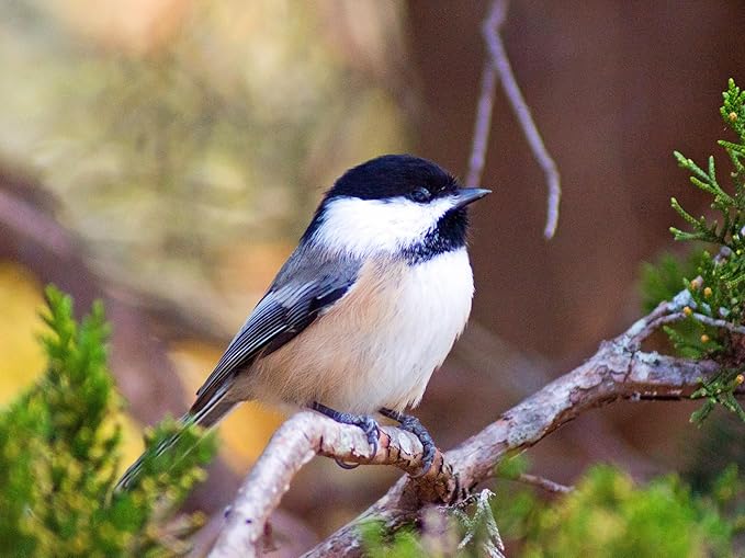 Birdseed Cylinders with Hole - Bird Seed for Outside Wild Birds (Small Cylinder, Tweet Treats 2pc)