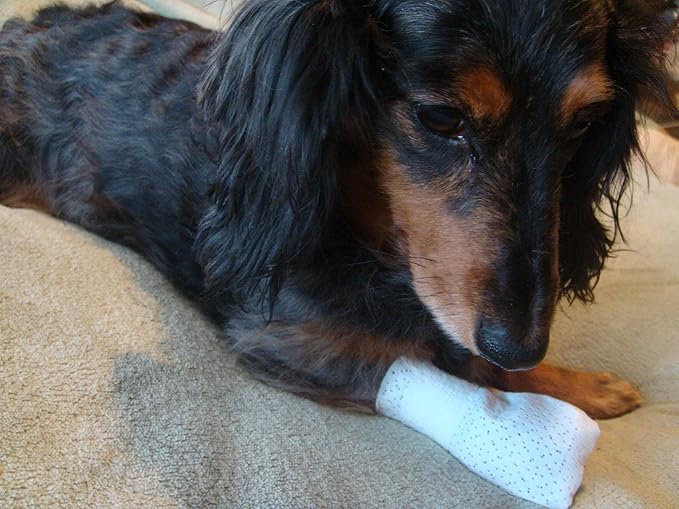 Medimitt Paw Bandages for Dogs, Cats and Pets – Stretchy Medical Booties, First Aid for Paws – Non Slip, Non Adhesive, Breathable, Disposable, Washable, Adjustable Strap,12 Pack (X-Large)