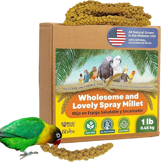 Birds LOVE Spray Millet – 1 lb GMO-Free, No Stems (Edible Tops Only) – Healthy Treat for Cockatiels, Lovebirds, Parakeets, Finches & Canaries