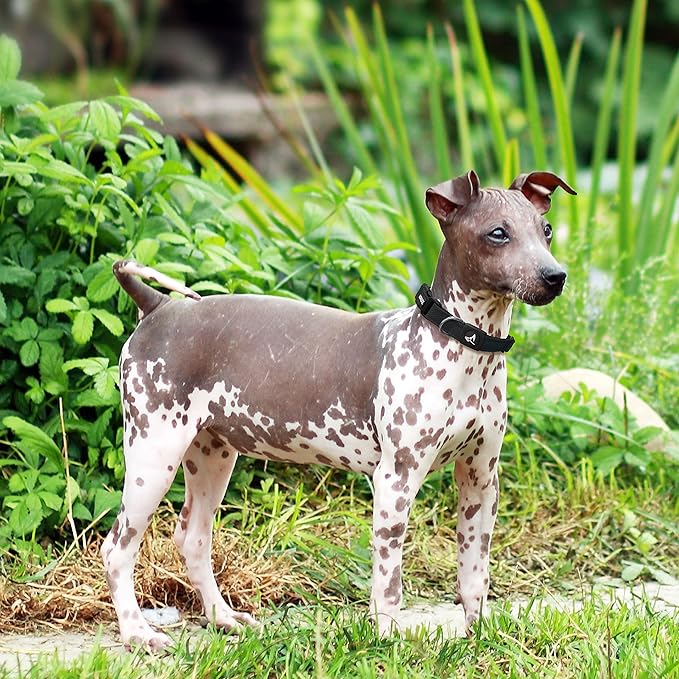 Dog Collar for Small Dogs (Width- 3/4", Neck - 10.5"-14.5") Adjustable Pet Neck Band with Comfortable Soft Padding, Lifetime Durability, Heavy-Duty O-Ring (Orange, Small)