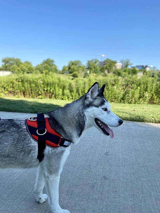 ShawnCo Essential Dog Harness, No-Pull Pet Vest with 3 Leash Clips, No Choke, Reflective, Adjustable and Padded, for Easy Walking and Training for Small, Medium and Large Dogs (Mustang Red, L)