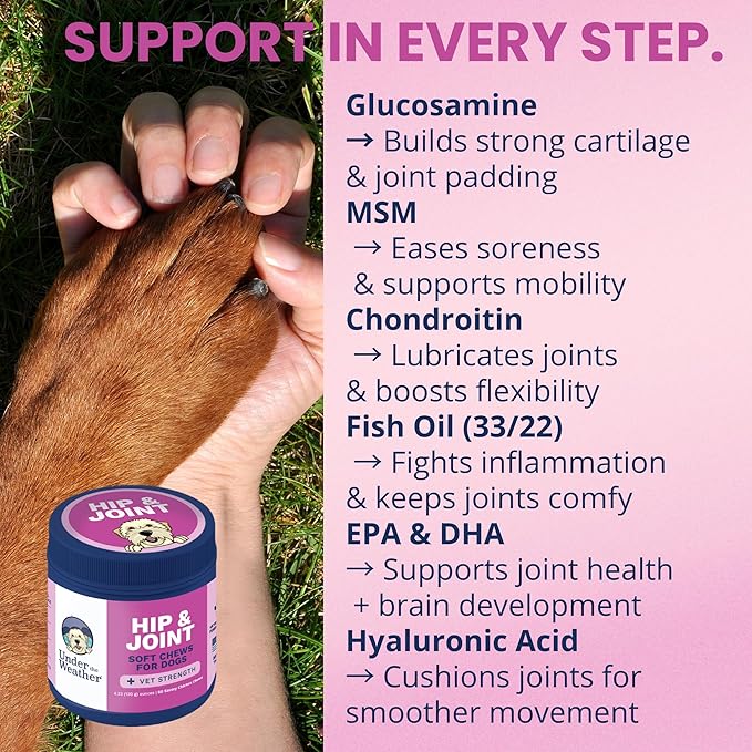 Under the Weather Pet Hip & Joint Chews for Dogs | Vet Formulated Dog Joint and Hip Supplement | Daily Chews with Chondroitin & MSM for Mobility & Flexibility Support | 60 Count