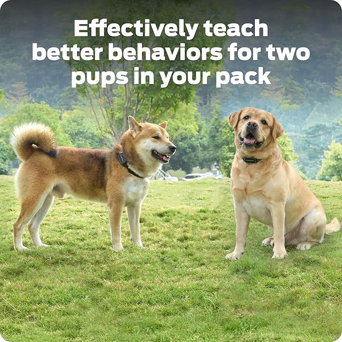 Dog Static Collar - 1000ft Dog Training Collar 2-Dog Bundle with Remote Dogs - Rechargeable Waterproof with 3 Training Modes - Tone Vibration & 16 Levels of Safe Static