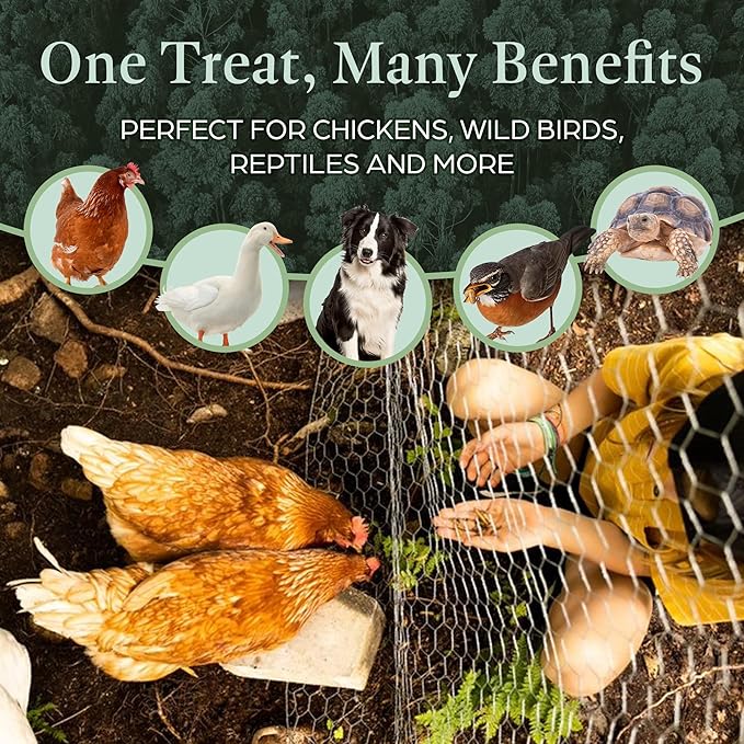 Dried Black Soldier Fly Larvae Chicken Treats for Hens, Duck, Wild Birds, Lizard, Tortoise, Fish - All Natural High Protein Dried Mealworms Alternative - Made in North America