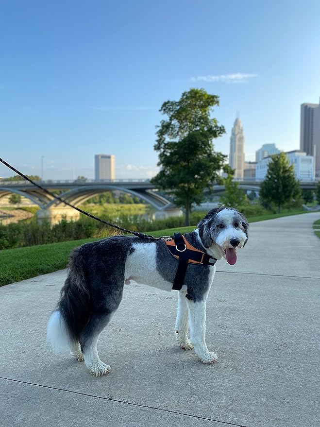 ShawnCo Essential Dog Harness, No-Pull Pet Vest with 3 Leash Clips, No Choke, Reflective, Adjustable and Padded, for Easy Walking and Training for Small, Medium and Large Dogs (Sunset Orange, XL)
