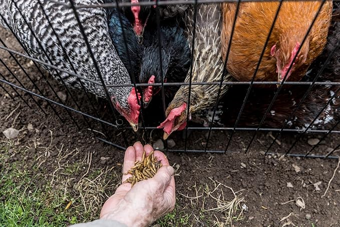 Good Deal Grubs Dried Black Soldier Fly Larvae Treat (5lb) for Chickens, Poultry, Birds, Small Pets - Protein and Calcium Supplement