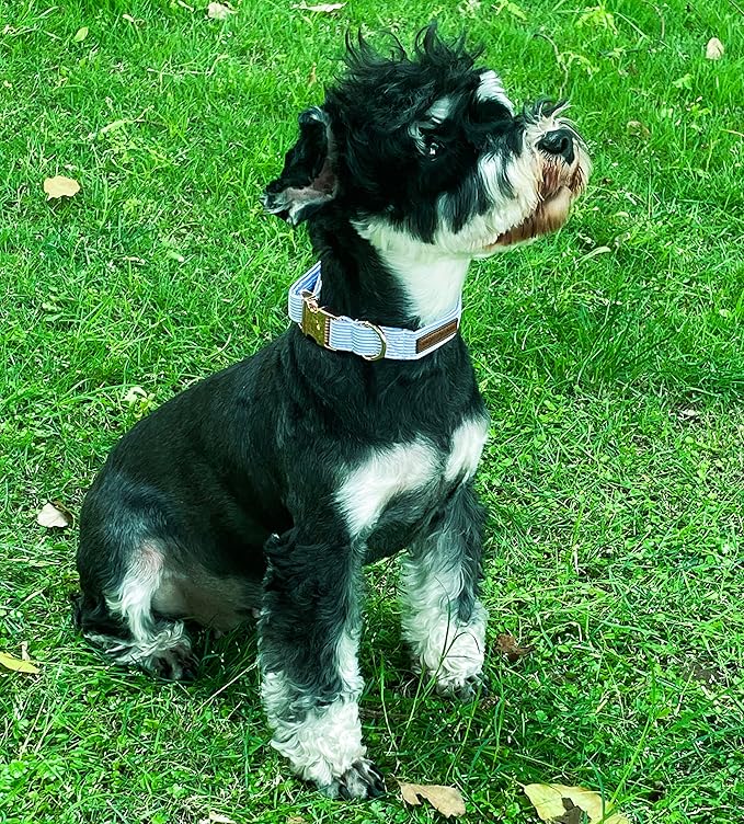 Unique Style Paws Blue Stripe Dog Collar Metal Buckle Gift Cute Collar for Small, Medium, Large Dogs