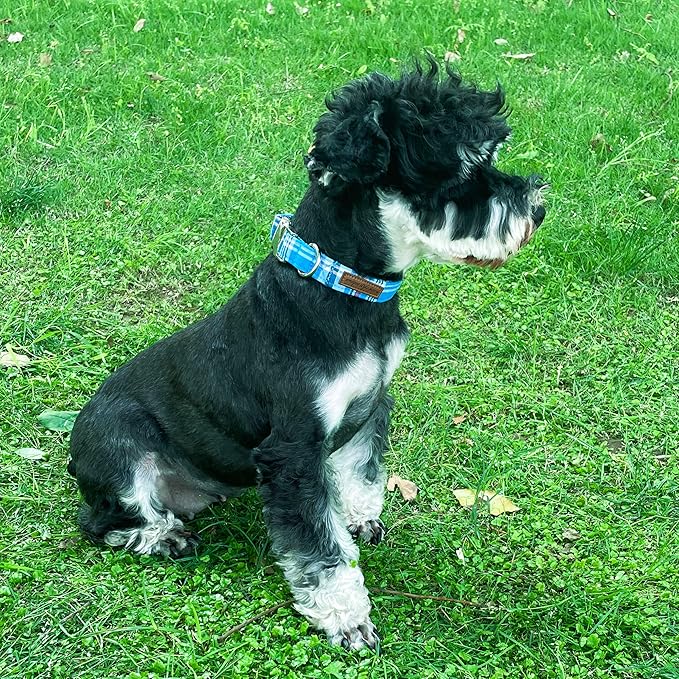 Unique style paws Dog Collar Metal Buckle Blue Plaid Durable Cute Puppy Collar for Small Medium Large Boys Girls Dogs