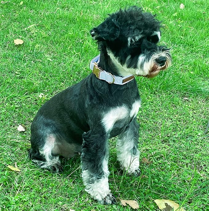 Unique style paws Dog Collar Metal Buckle Blue Stripe Collar Gift Durable Cute Collar for Small Medium Large Boys Girls Dogs