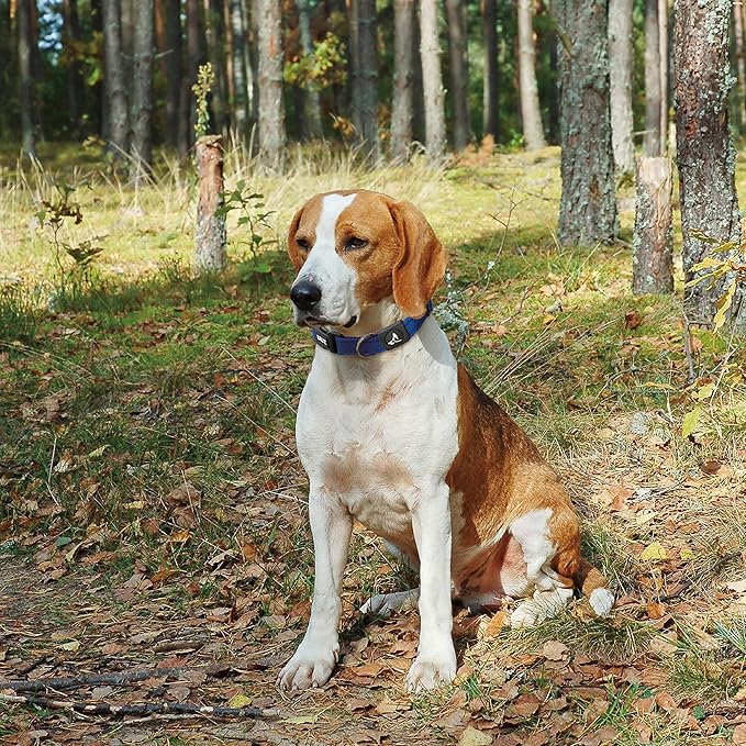 Dog Collar for Small Dogs (Width- 3/4", Neck - 10.5"-14.5") Adjustable Pet Neck Band with Comfortable Soft Padding, Lifetime Durability, Heavy-Duty O-Ring (Orange, Small)